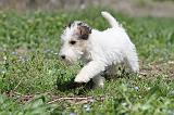 FOX TERRIER 326